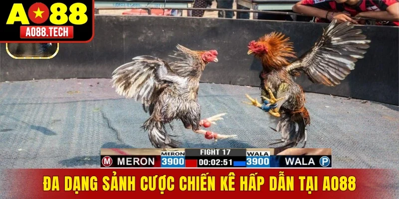 Đa dạng sảnh cược chiến kê hấp dẫn tại AO88