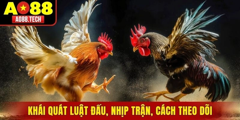 Khái quát luật đấu, nhịp trận, cách theo dõi an toàn
