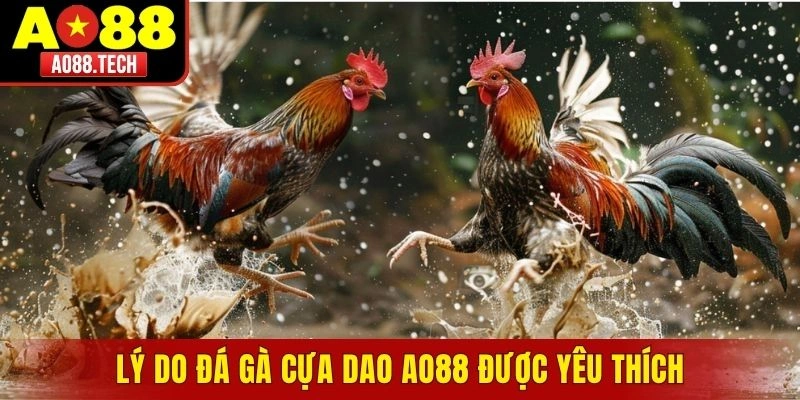 Lý do đá gà cựa dao AO88 được nhiều thành viên yêu thích